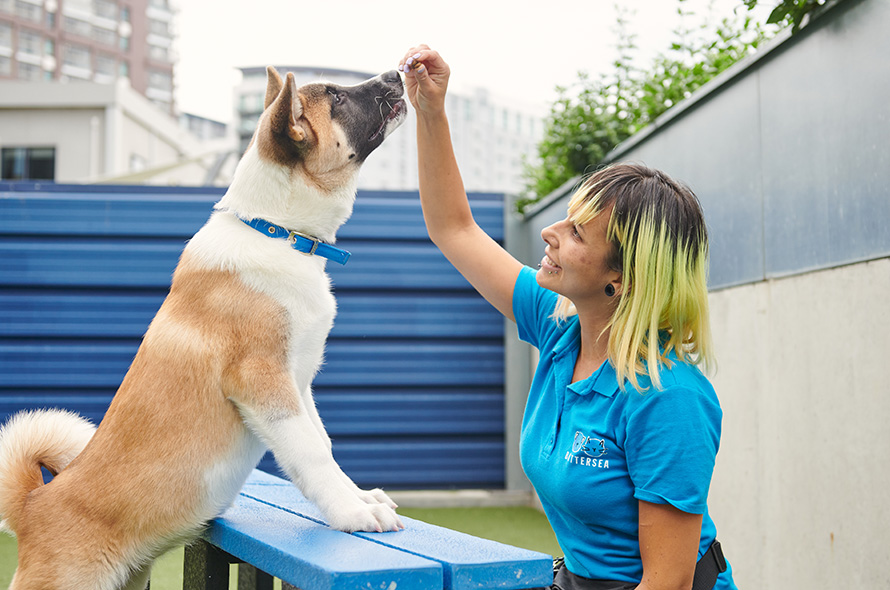 Puppy Trainer Near Me: What to Look For